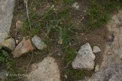 Astragalus hoffmeisteri